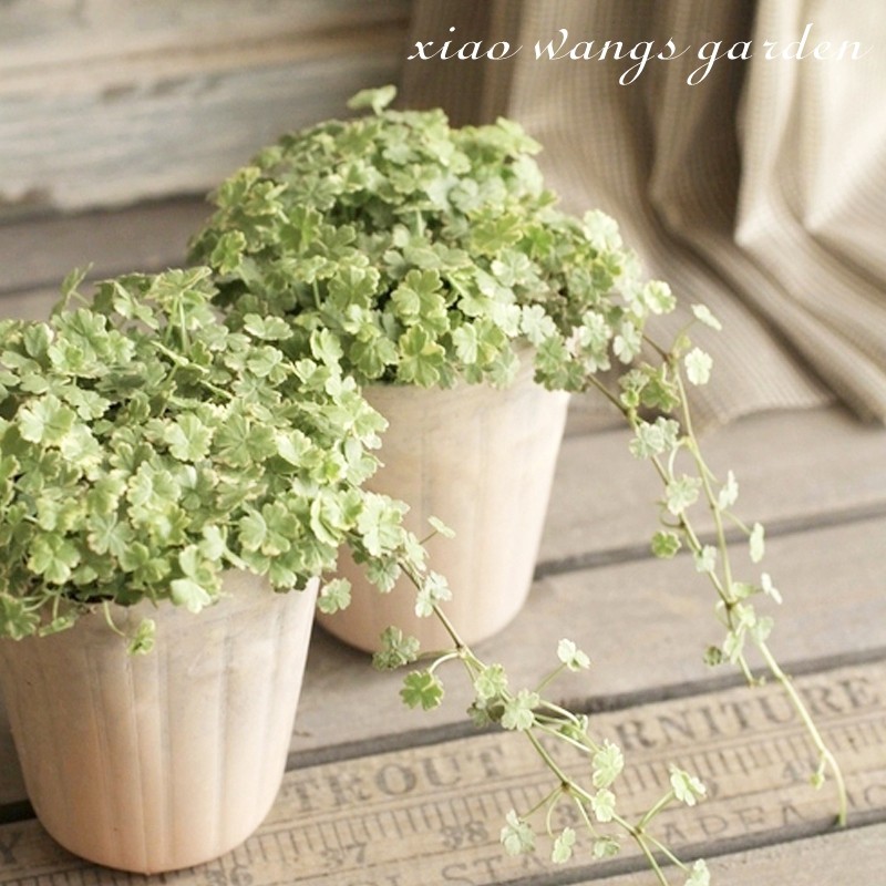 花叶天胡荽 地被耐阴植物 多年生 耐热观叶匍匐 花园盆栽边缘垂吊