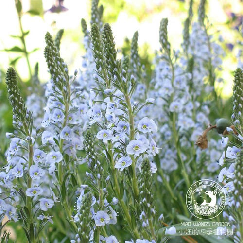 龙胆婆婆纳宿根春夏秋耐寒