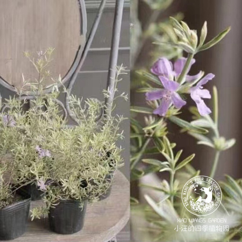 四季开花常绿耐旱耐寒盆栽图片