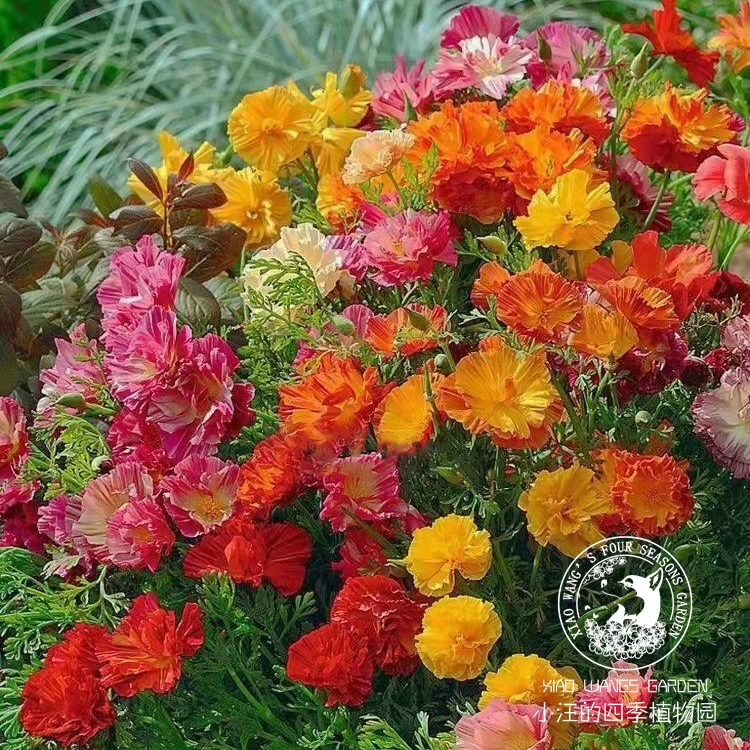 花菱草春秋开花盆栽花苗