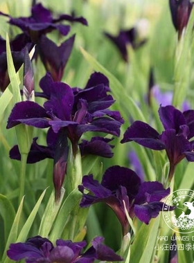 路易斯安娜鸢尾 黑色斗鸡 彩虹女神的柔情多年生耐寒两栖植物盆栽