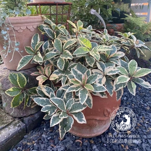 花叶紫金牛白王冠 春季开花 常绿小灌木 耐寒 花园彩叶植物盆栽苗