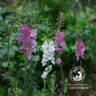 原生小毛蕊花 混色 耐寒好养多年生草本 庭院花镜 植物盆栽花苗
