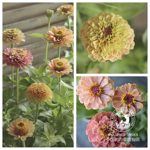 百日草 百日菊 花大色艳多色可选花期长庭院阳台盆栽草本植物花苗
