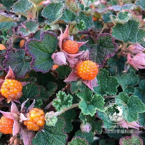 玉山悬钩子春夏灌木盆栽花苗