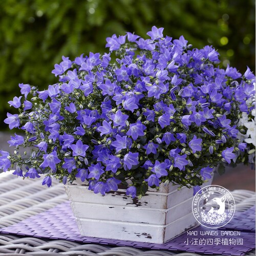 夏季开花欢乐钟声风铃草