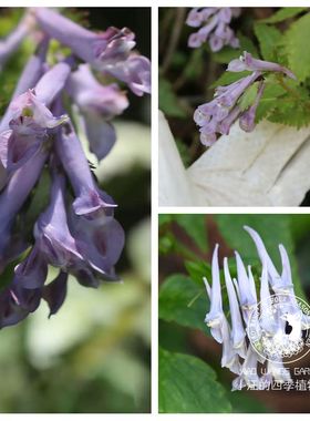 大叶紫堇 春季开花多年生草本植物紫蓝色 好养易活庭院花园盆栽苗