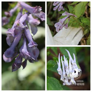大叶紫堇 春季开花多年生草本植物紫蓝色 好养易活庭院花园盆栽苗