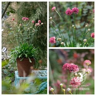 海石竹芭蕾舞女 红色 春季开花 多年生宿根 阳台盆栽岩石花园花苗