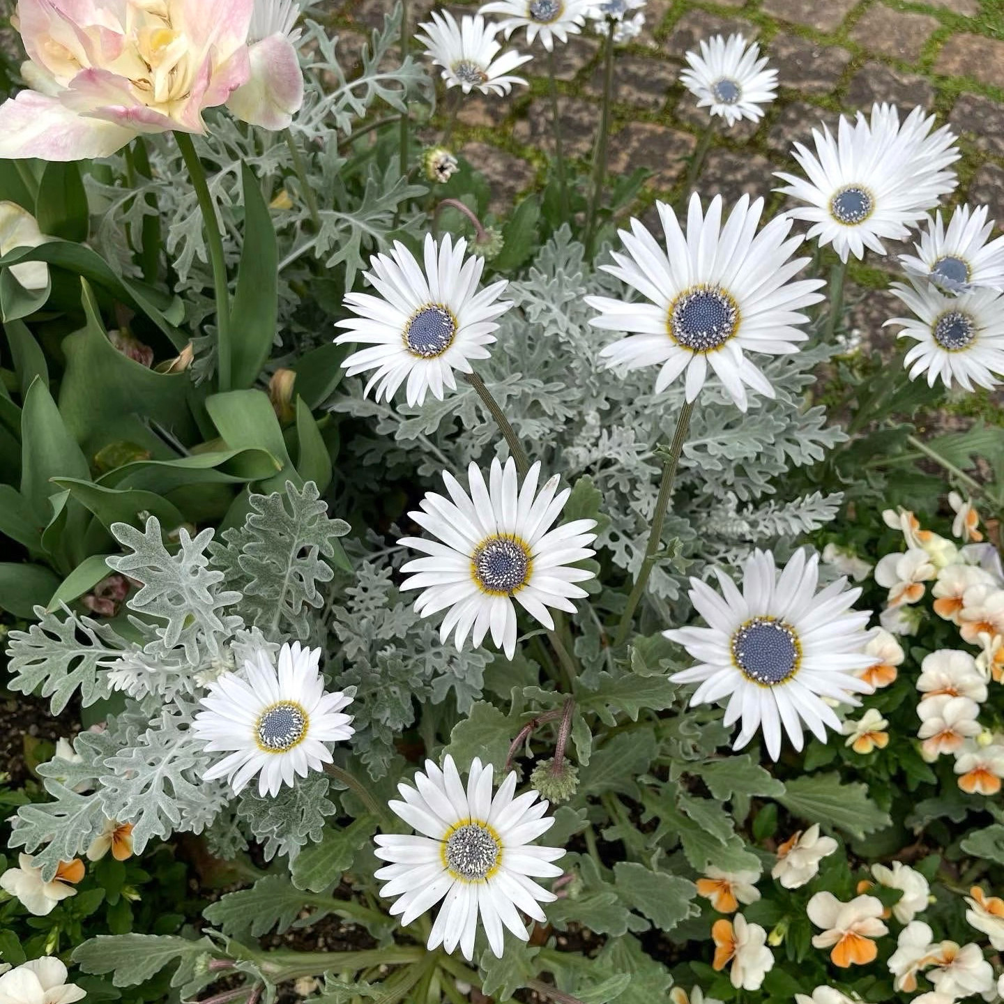 非洲雏菊熊耳菊 白色蓝眼 淡蓝芯白花  阳台 盆栽花卉 花园植物