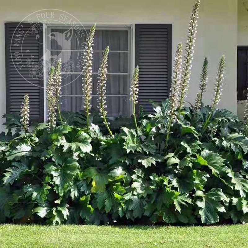 大型观叶 茛力花 常绿 耐阴 植物 开花 庭院阳台 虾膜花 耐寒耐热