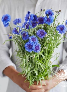 蓝色矢车菊 盆栽花苗 常绿切花 银色植物 春季开花 阳台庭院 观叶