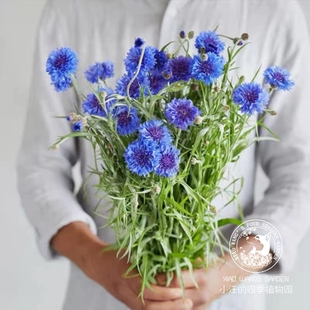 蓝色矢车菊 盆栽花苗 常绿切花 银色植物 春季开花 阳台庭院 观叶
