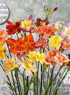 大花萱草 多色可选多年生耐寒宿根开花植物 庭院阳台花境盆栽花苗