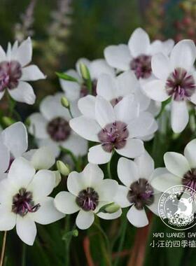 图尔巴酒杯花 白色 紫色 多年生耐旱球根花卉 庭院花园盆栽植物苗