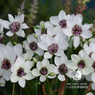 图尔巴酒杯花 白色 紫色 多年生耐旱球根花卉 庭院花园盆栽植物苗