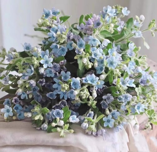 天蓝尖瓣木耐热花园阳台庭院