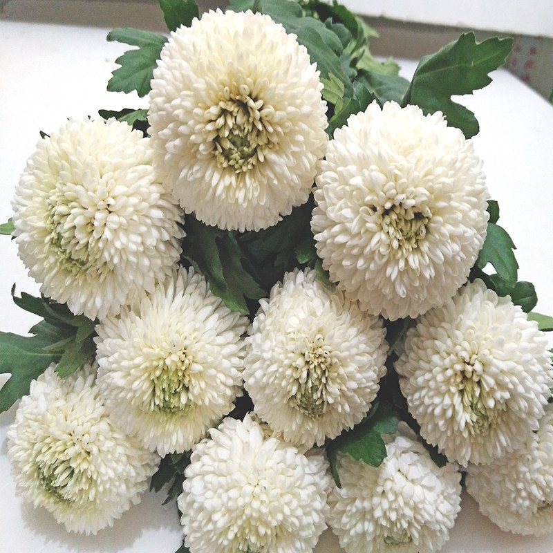 乒乓菊鲜花基地直供云直发粉南昆明斗南球菊水养家用同城速递上海