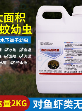 球形芽孢杆菌灭杀蚊子基孔肯雅热