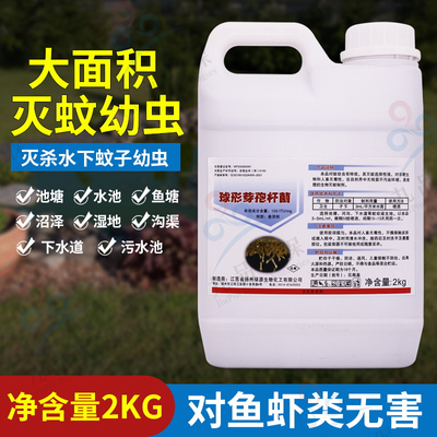 球形芽孢杆菌灭杀蚊子基孔肯雅热