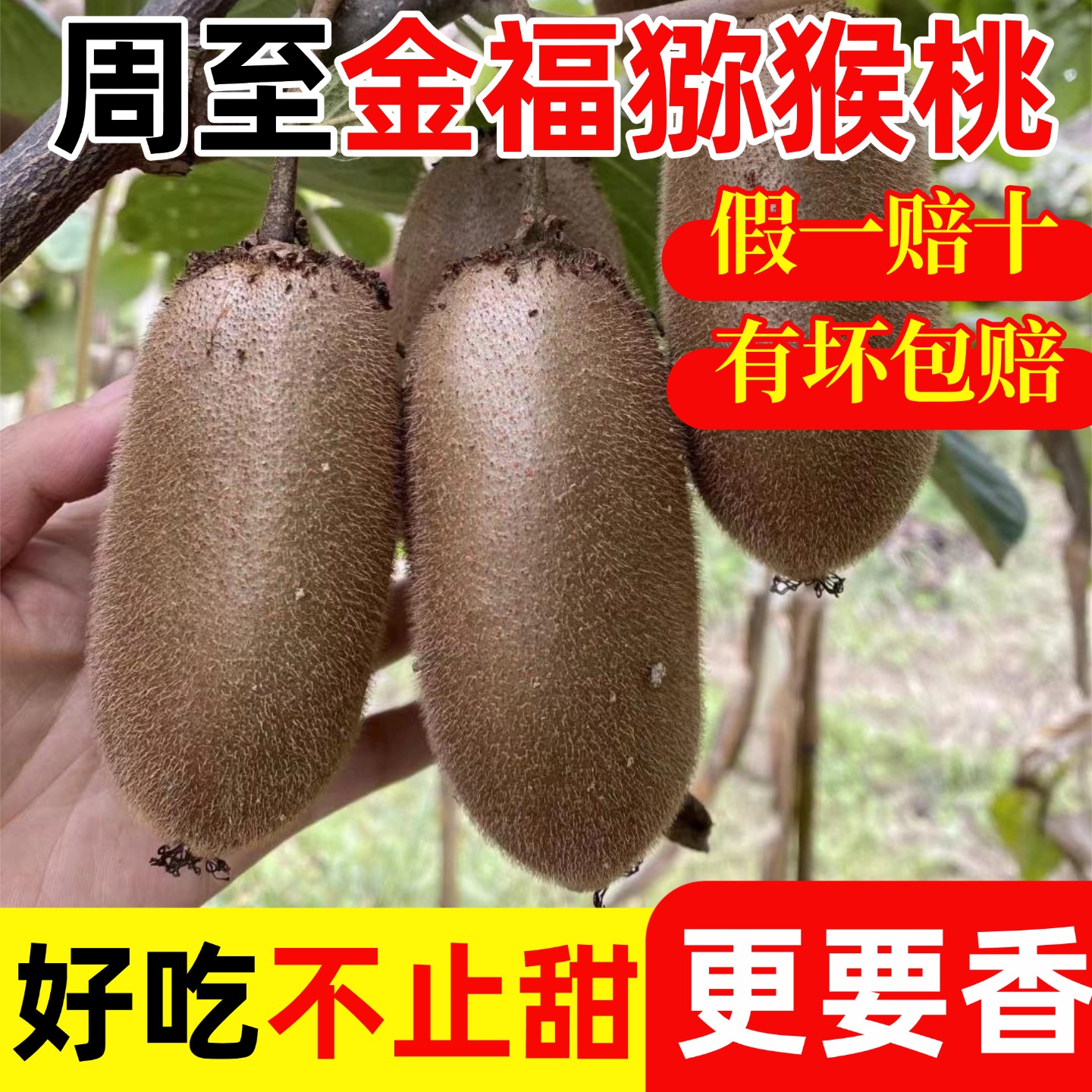 陕西正宗当季绿心奇异果浓郁香甜