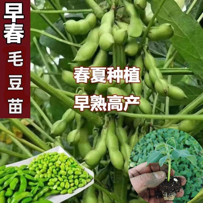 春季高产毛豆苗秧苗蔬菜苗带土穴盘苗矮杆早熟毛豆苗黄豆大粒种