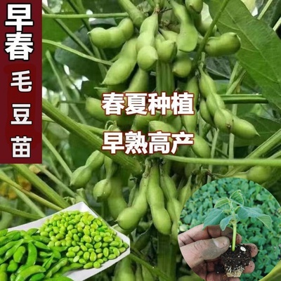 春季高产毛豆苗秧苗蔬菜苗带土穴盘苗矮杆早熟毛豆苗黄豆大粒种