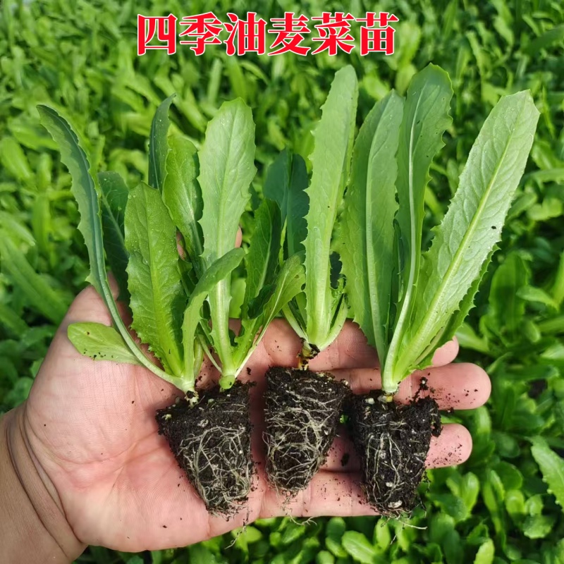 四季高产油麦菜苗奶油孔雀菜秧苗