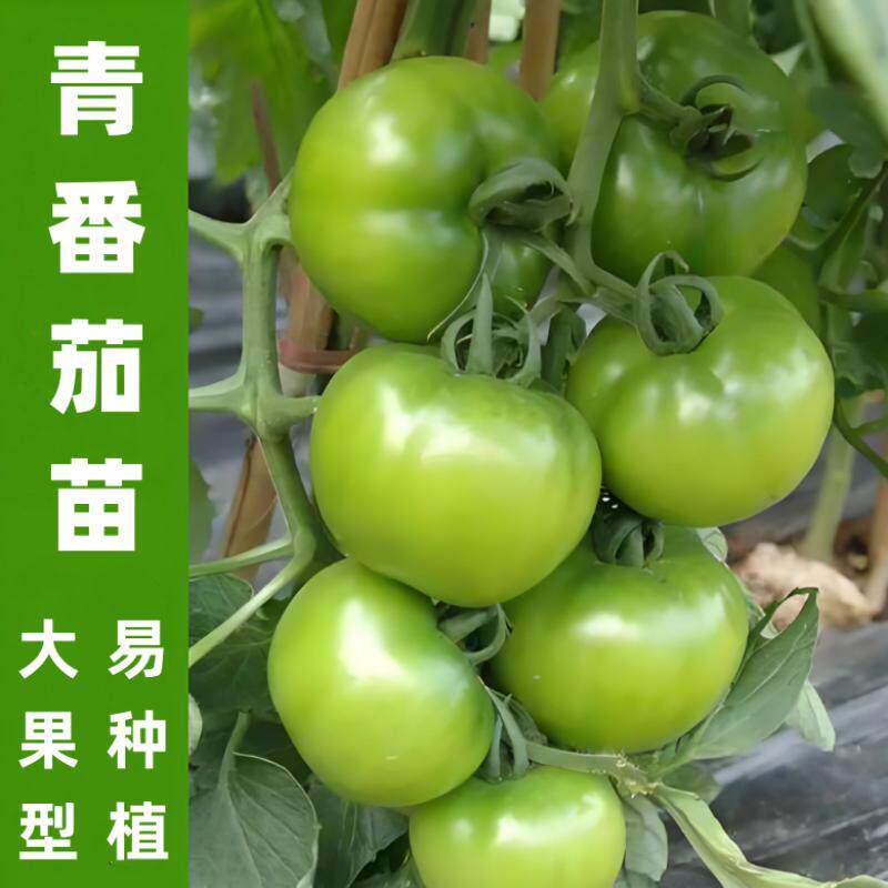 四季青番茄苗高产大果型沙瓤西红柿苗秧盆栽甜脆青苹果番茄苗子籽