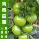 四季 青番茄苗高产大果型沙瓤西红柿苗秧盆栽甜脆青苹果番茄苗子籽