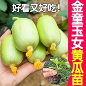 金童玉女黄瓜苗迷你水果黄瓜种籽拇指黄瓜秧苗阳台盆栽旱白玉青瓜