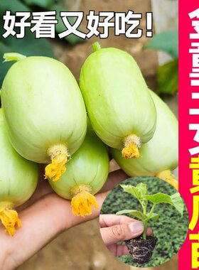 春季金童玉女黄瓜苗迷你水果黄瓜