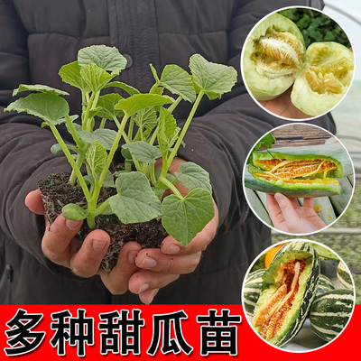 春季高产甜瓜苗羊角蜜甜宝八里香