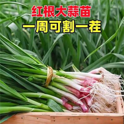 耐寒大蒜苗可冬季红根蒜苗秧苗