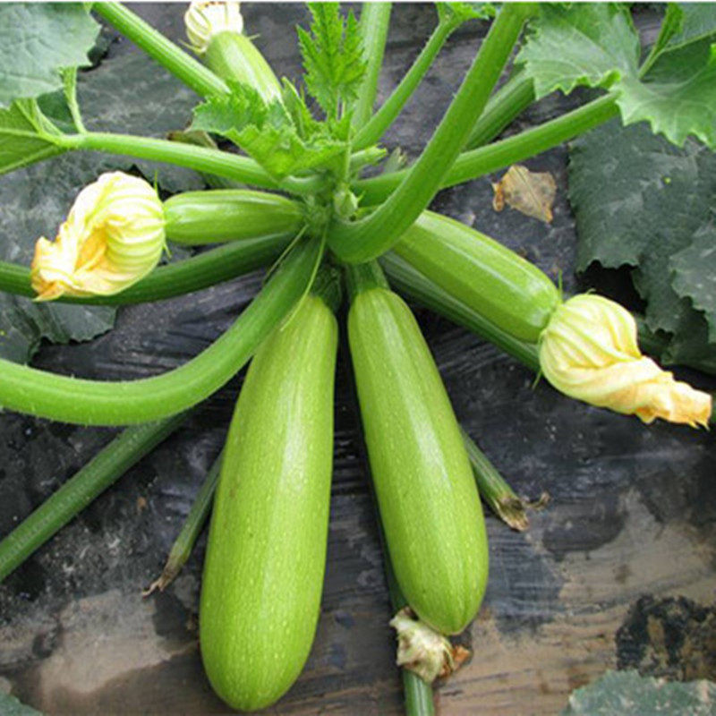 瓜果苗庭院蔬菜价格 瓜果苗庭院蔬菜图片 星期三