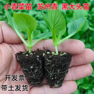 四季矮脚苏州青苗可越冬耐寒黑大头秧苗盆栽上海青苗小青菜秧苗子
