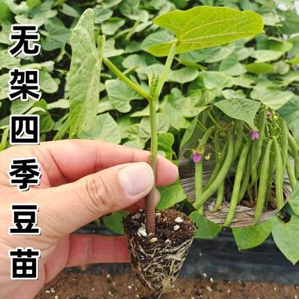 无架四季豆秧苗高产地豆种子豇豆不搭架长豆角苗带土发货扁豆刀豆