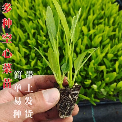 四季三叉空心菜苗柳叶空心菜秧苗