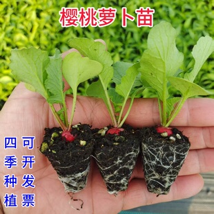 四季樱桃萝卜苗盆栽水果萝卜苗沙窝凤梨萝卜籽高产白菜萝卜胡萝卜