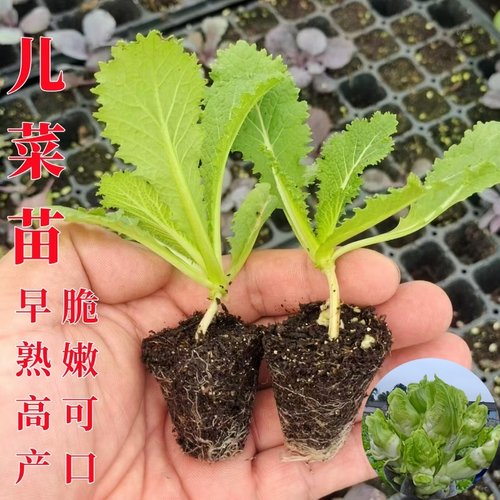 秋冬早熟儿菜苗高产抱子芥秧苗子