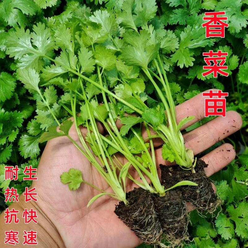 秋冬香菜苗农家高产土菜蔬菜苗盆栽地栽种植耐热耐寒大叶香菜秧苗