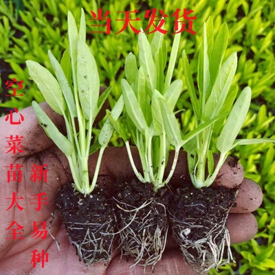 四季白杆空心菜苗三叉大叶空心菜
