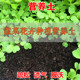 营养土蔬菜苗种植花卉盆栽通用育苗土有菜盆园艺工具阳台种菜盆包