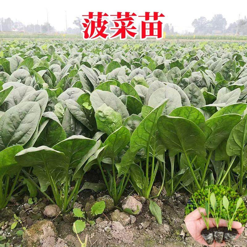 耐热耐寒红根土菠菜苗高产易种植