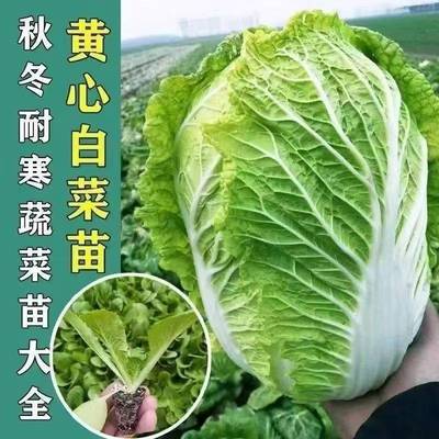 秋冬耐寒大白菜苗黄心包菜卷芯菜