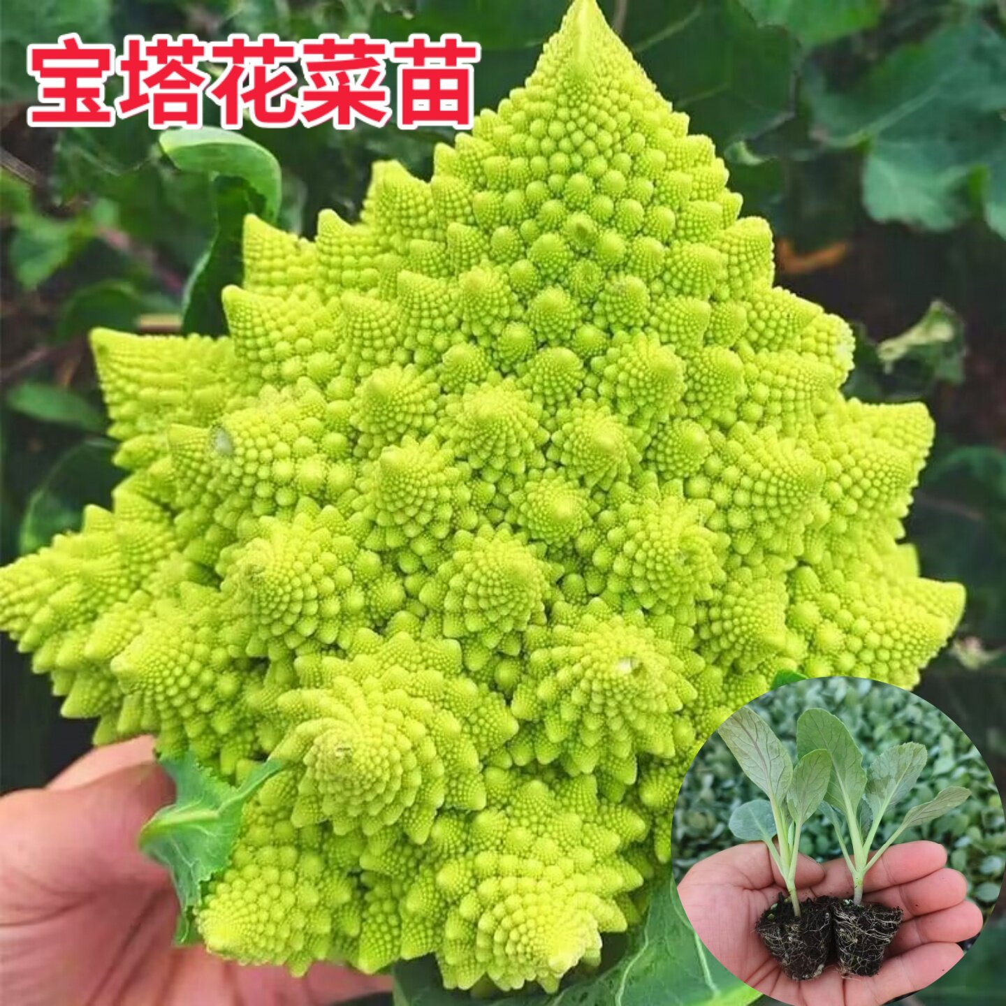 宝塔花菜苗秧苗蔬菜苗子黄花椰菜苗盆栽紫花菜带土发货有机花菜