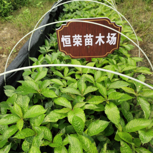 正宗黑面将军苗直立黑面叶苗破石草苗马来西亚脆叶马兰苗绿植盆栽