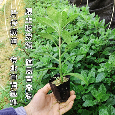 正宗新鲜漳州片仔癀草苗片仔癀苗白凤菜绿植盆栽室内外可种植食用