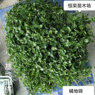 新鲜现挖铺地锦天胡荽土地锦破铜钱肺风草潮汕青草绿色天然中草药