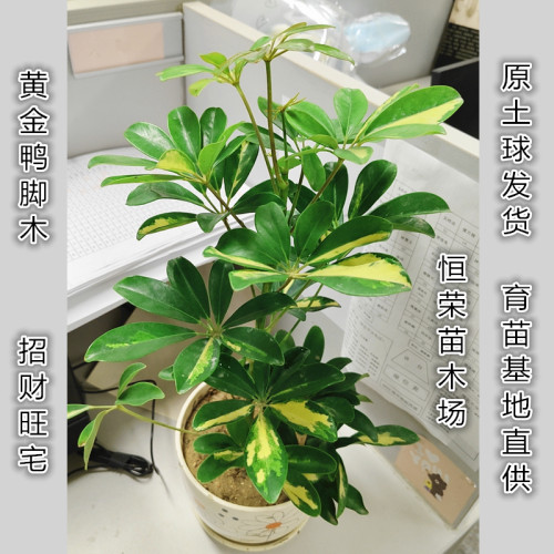 大型黄金鸭脚木花叶七叶莲八方来财招财树办公室客厅发财绿植盆栽